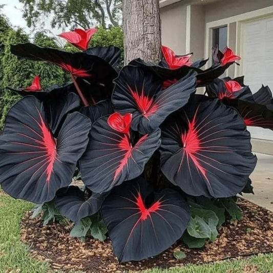 Rare Multicolor Hosta Seed + 100 Grams Organic Potmix Free