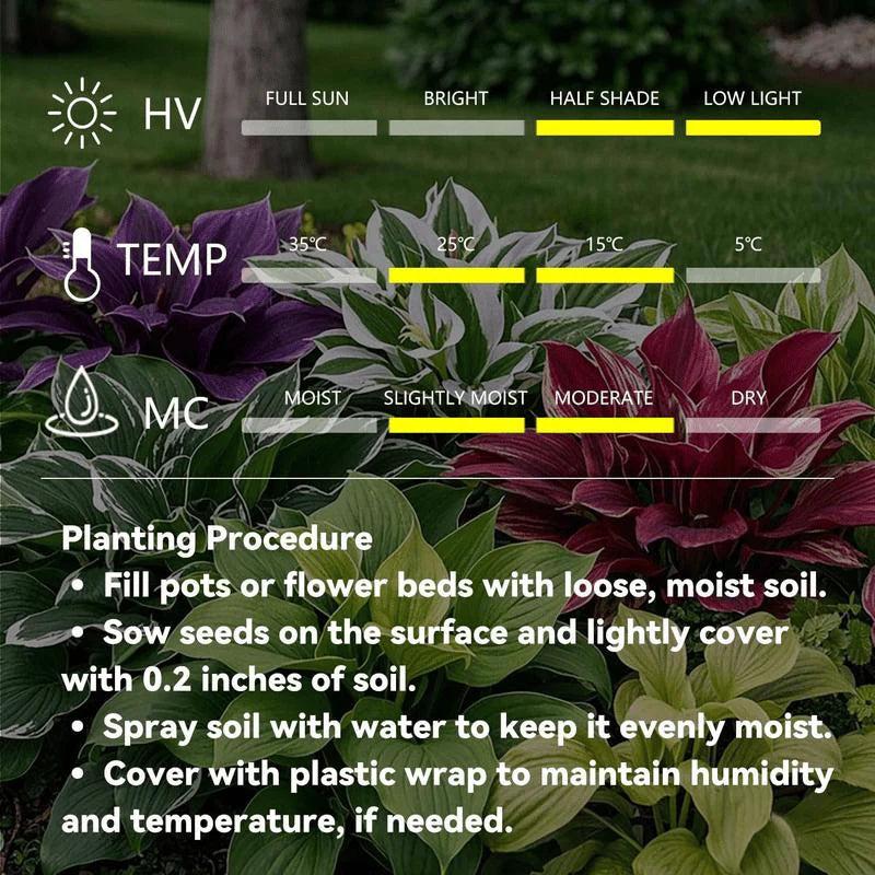 Rare Multicolor Hosta Seed + 100 Grams Organic Potmix Free