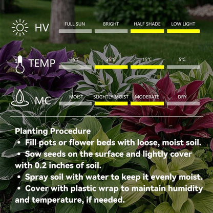 Rare Multicolor Hosta Seed + 100 Grams Organic Potmix Free
