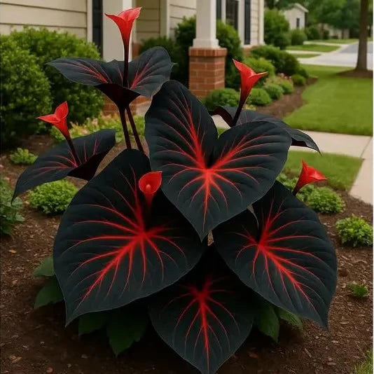 Rare Multicolor Hosta Seed + 100 Grams Organic Potmix Free