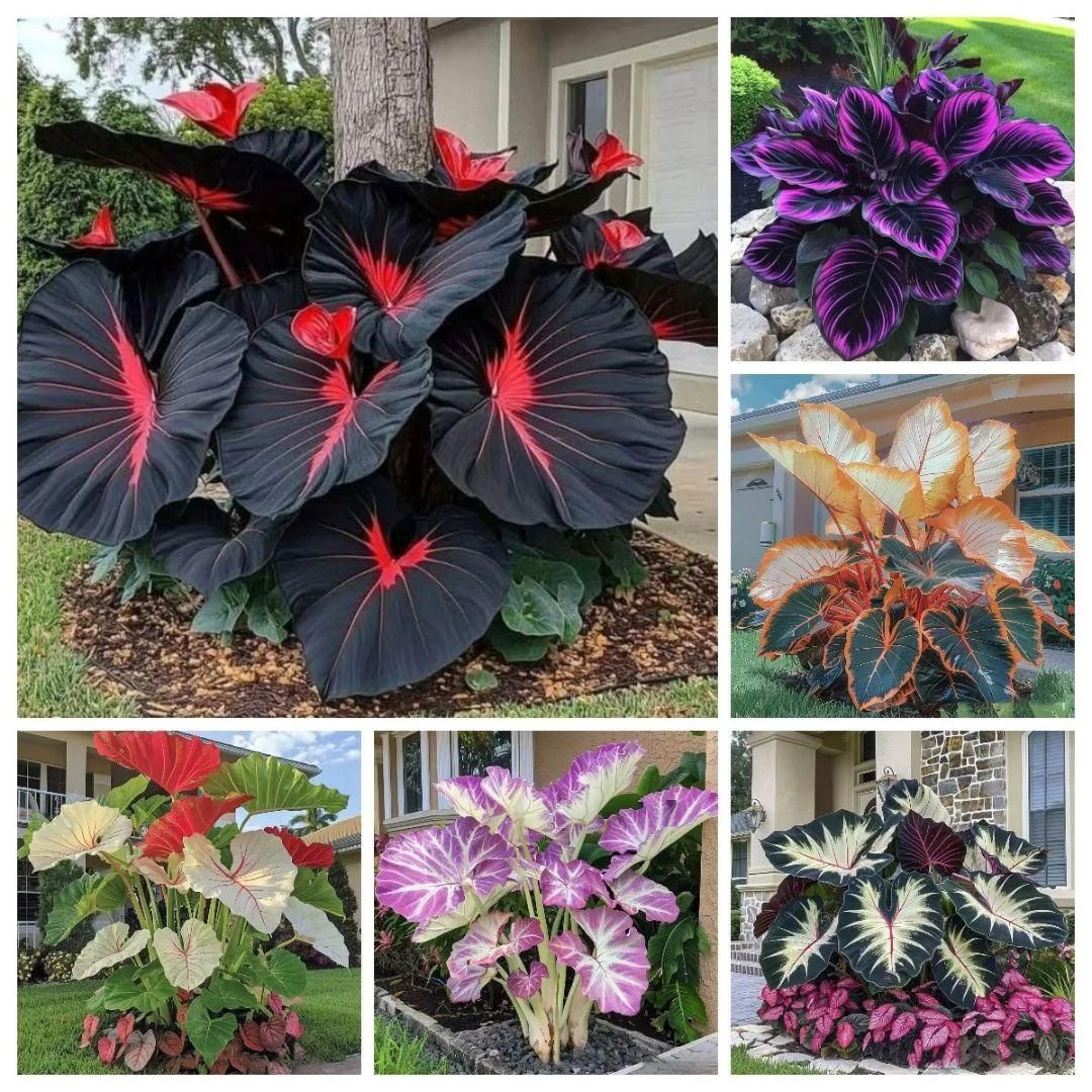 Rare Multicolor Hosta Seed + 100 Grams Organic Potmix Free