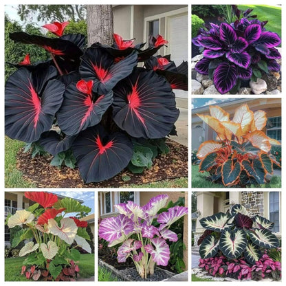 Rare Multicolor Hosta Seed + 100 Grams Organic Potmix Free