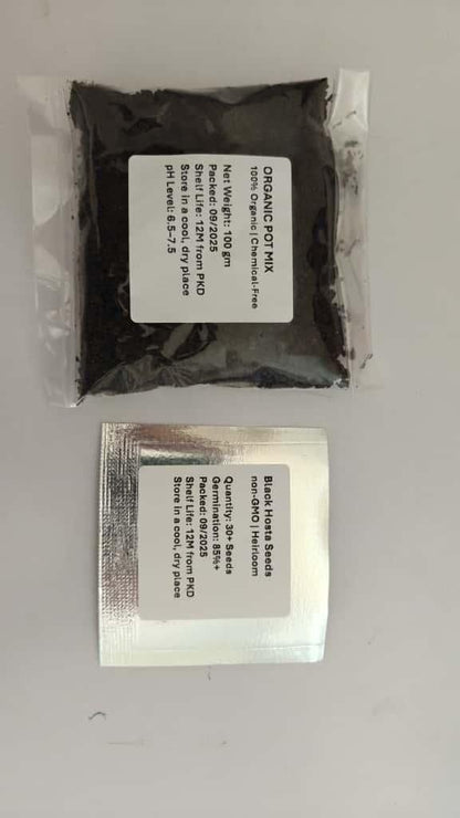 Rare Multicolor Hosta Seed + 100 Grams Organic Potmix Free