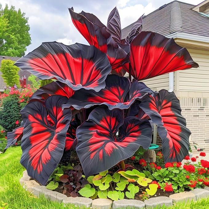 Rare Multicolor Hosta Seed + 100 Grams Organic Potmix Free