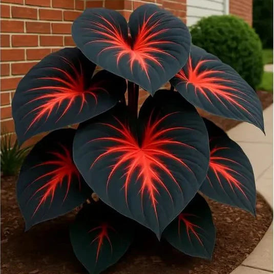 Rare Multicolor Hosta Seed + 100 Grams Organic Potmix Free