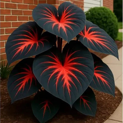 Rare Multicolor Hosta Seed + 100 Grams Organic Potmix Free